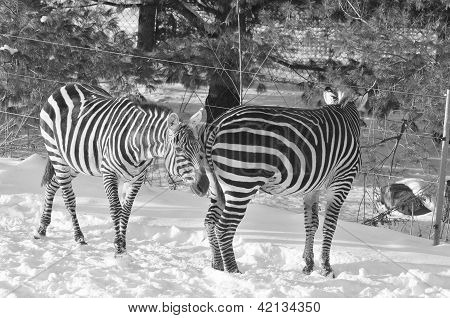 Zebra in inverno nello zoo di Granby Québec Canada