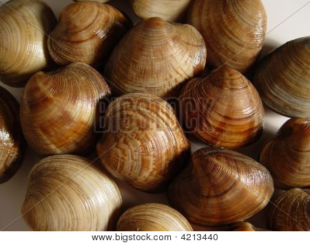 Clams Seafood