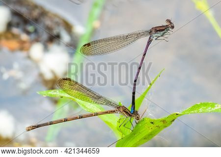 Violet Dancers (argia Fumipennis Ssp. Violacea), A Subspecies Of Variable Dancer, In Tandem In The O