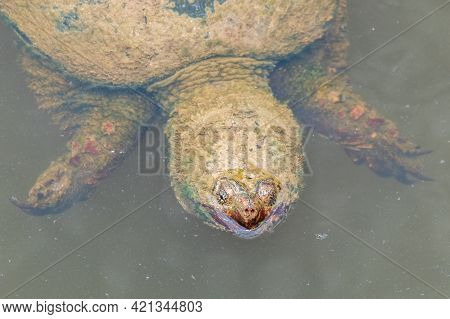 A Common Snapping Turtle (chelydra Serpentina) Posing In A Pond. Raleigh, North Carolina.