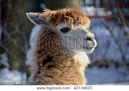 Alpaca vicino zoo di Granby Québec Canada
