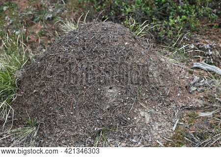 Ant Hill-a House Built By Hardworking Ants