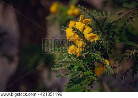 Yellow Cassia Siamea Or Senna Siamea Flowers