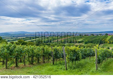 Summer vineyard nearby Strekov, Southern Slovakia