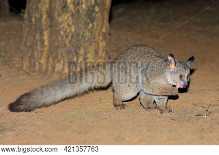 Nocturnal greater galago or bushbaby (Otolemur crassicaudatus) on the ground, South Africa