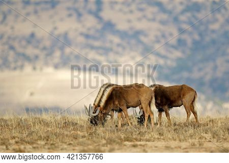 Black wildebeest (Connochaetes gnou) in natural habitat, Mountain Zebra National Park, South Africa

