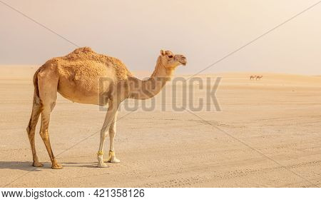 Lonely Camel In The Desert. Selective Focus