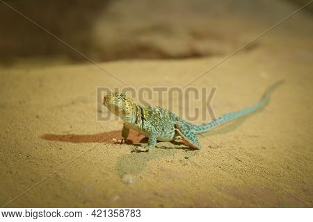 Green Lizard Sits On A Stone Under The Sun. The European Green Lizard Lacerta Viridis. Background Li