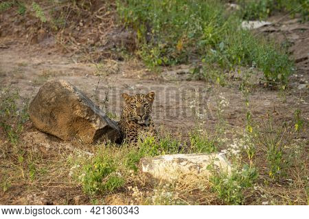 Leopard Or Panther At Jhalana Forest Or Leopard Reserve Jaipur Rajasthan India - Panthera Pardus Fus