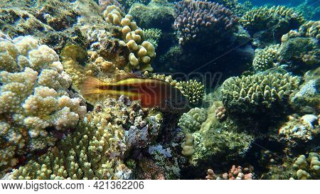 Blackside Hawkfish (paracirrhites Forsteri) Undersea, Red Sea, Egypt, Sharm El Sheikh, Nabq Bay