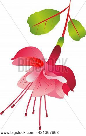 Summer Fuchsia Flower. Spring Flower Fuchsia. Fuchsia Transparent Background. Wedding Flowers. Pink 