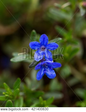 Blue Lithodora Flower With Rain Water Drops In Spring Garden