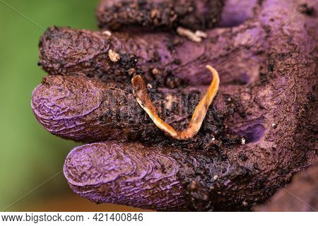 Australoplana Sanguinea Australian Predatory Land Flatworm In Gardeners Hand