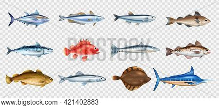 Sea Fish Realistic Transparent Set With Different Species Symbols Isolated Vector Illustration