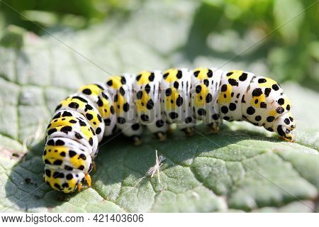 The Bead Of Mullein Moth (shargacucullia Verbasci), A Moth