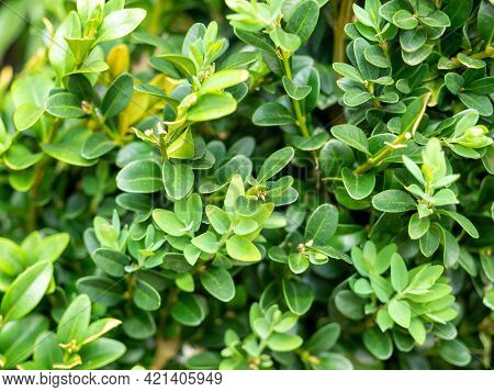 Close-up Of The Green Leaves Of The Buxus Plant. Woody Plant, Family Buxaceae. It Is Used As An Orna