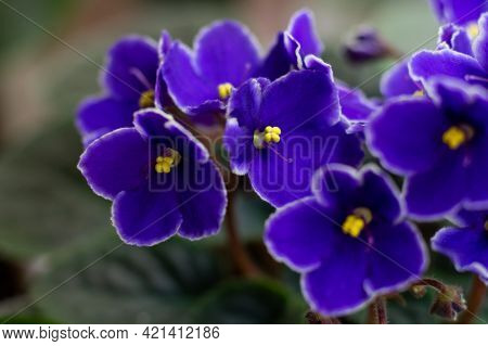 Macro Photo Of Many Blossoming African Violet Flower Saintpaulia In Blue Colors.