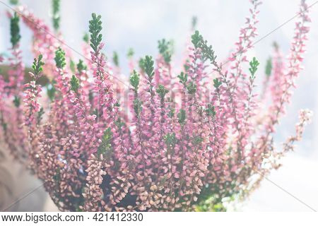Heather Flowers Common Known As Callluna Vulgarus Is Growing In The Pot At Home.