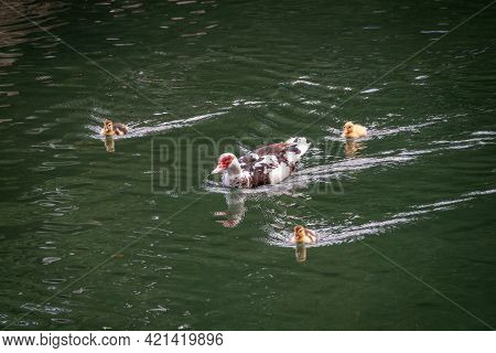 White And Black Duck With Red Head, The Muscovy Duck, Swims In The Pond With Its Cute Little Ducklin