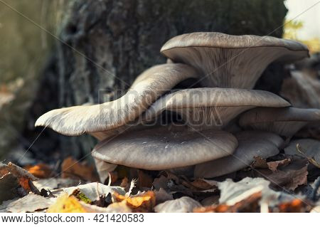 Large Beautiful Mushrooms Pleurotus Ostreatus In The Autumn Forest Near A Tree Among Fallen Leaves