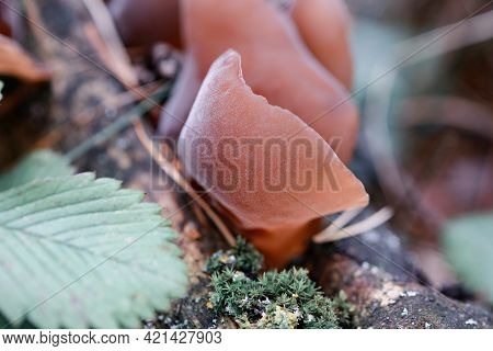 Auricularia Auricula-judae Grows On A Fallen Wood In A Forest Among Moss