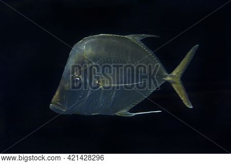 The Lookdown Fish (selene Vomer) In Aquarium.