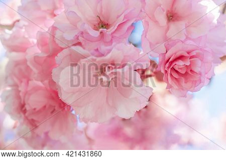 Pink Cherry Blossoms On A Branch With A Blurred Background.
