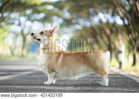 Corgi Dog Standing On The Road In Summer Sunny Day