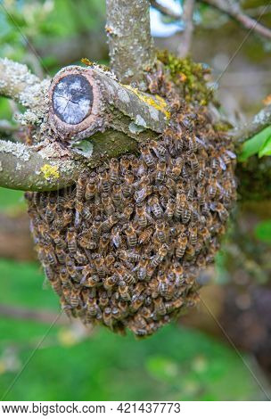 Swarm of bees left the hive and together with bee's queen and resting on the apple tree