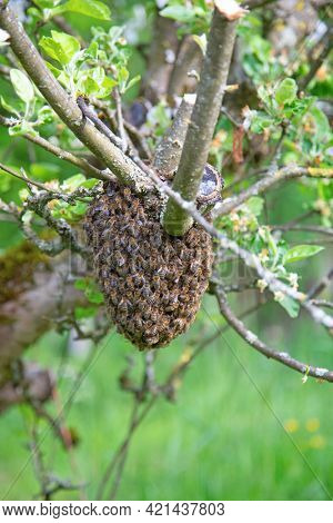 Swarm of bees left the hive and together with bee's queen and resting on the apple tree