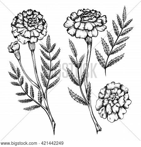 Set Of Botanical Sketch Of Various Marigold Flowers With Shading. Vector Monochrome Floral Natural D