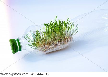 Young Green Plants In Plastic Bottle. Ecology And Environmental Conversation. Earth Day Concept. Glo
