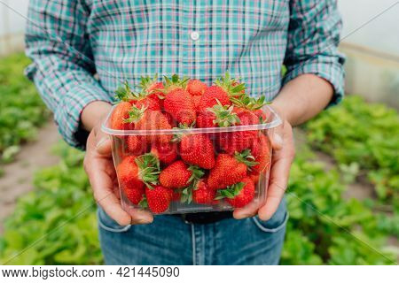 Close Up Of Man Farmer Holds Ripe Red Strawberries In Clear Plastic Box In His Hands. He Is In The S