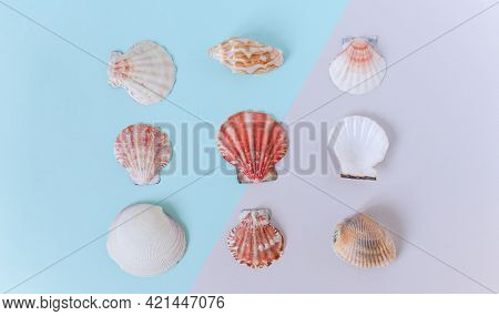 Summer Background. Seashells On A Minimal Gray-blue Background. Place For Text