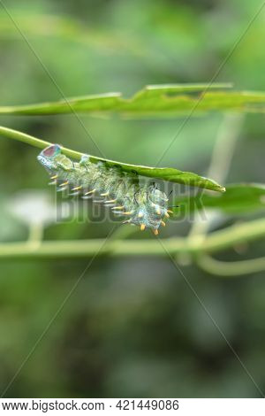 A Large Blue Caterpillar Coscinocera Hercules With Yellow Thorns Is Crawling Along The Branch Of The