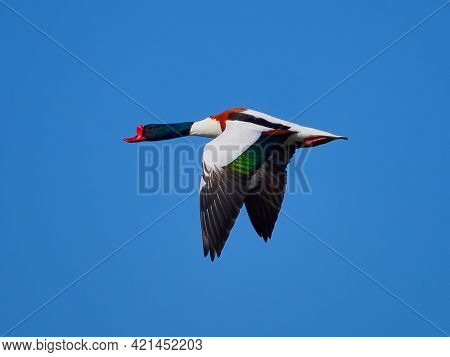 shelduck flying in natural habitat (tadorna tadorna)