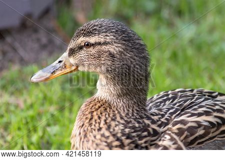 Portrait Of A Cute Mallard Duck On A Blurred Background Outdoors.
