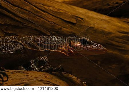 View Of The Monitor Lizard In The Park. A Beautiful Reptile