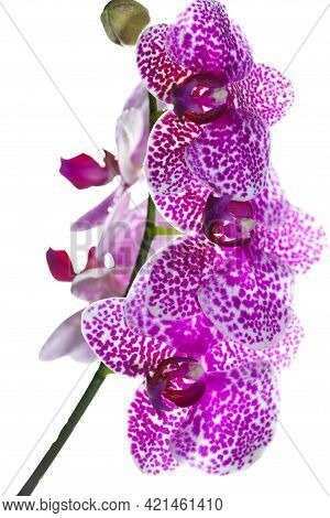 Purple Orchid's Details On A White Background