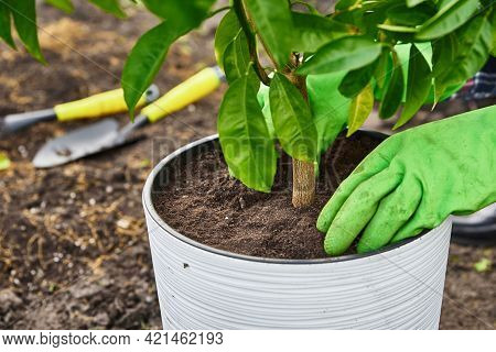 Woman Transplate Mandarin Tree Outdoors. Gardening And Plant Care.