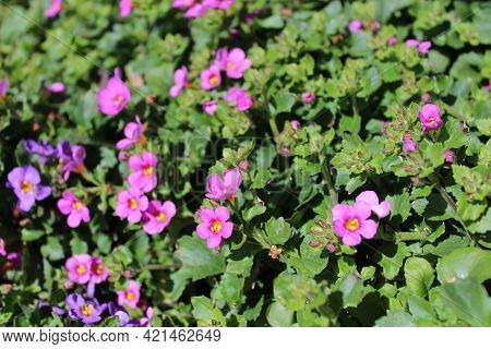 A Blossoming Bacopa In The Garden In The Summer