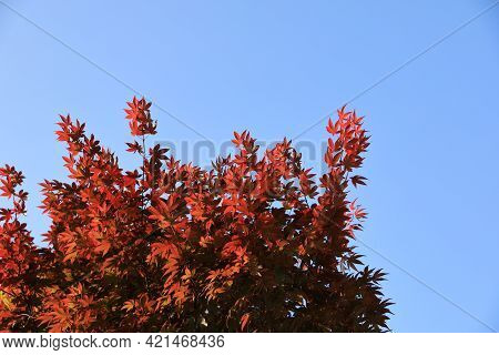 Red Autumn Leaves, Maple In Beautiful Park. Fall Season.