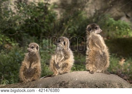 Group Of Three Meerkats In A Row (stokstaartje) Outdoor In The Zoo Sitting On A Rock