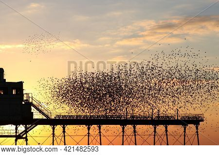 A Murmuration Of Starlings Swirling Above Aberystwyth Pier At Sunset