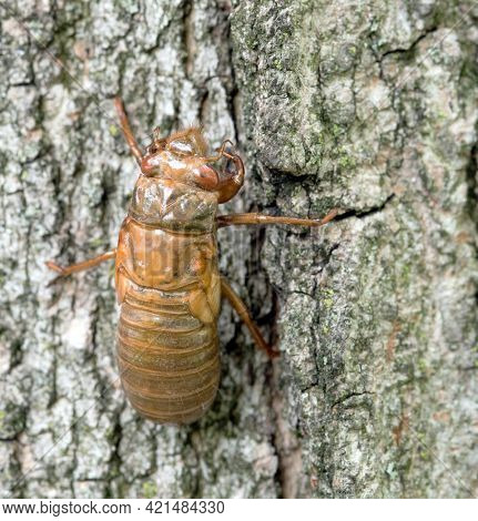Cicada Inside Its Transparent Skin