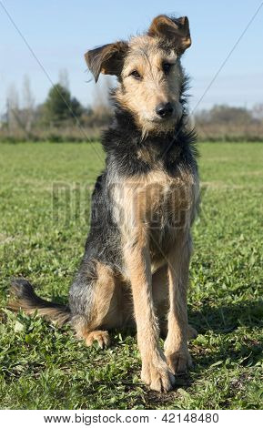 Airedale Terrier