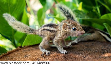 Small Squirrels Lost In The Wild, Cute And Adorable Newborn Orphan Squirrel Babies Barely Can Walk A