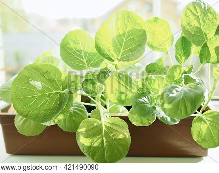 Gardening And Plant Growing. Ecology. Seedlings In Pots For The Greenhouse. Cabbage Seedlings In The