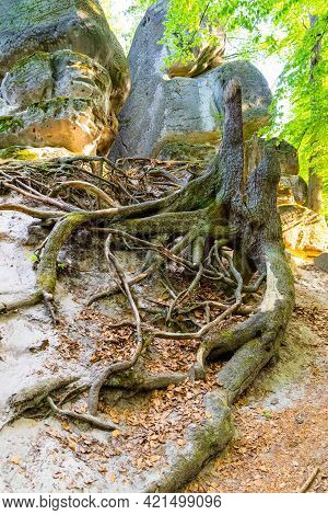 Interwined Root System In The Dry Sandy Ground.