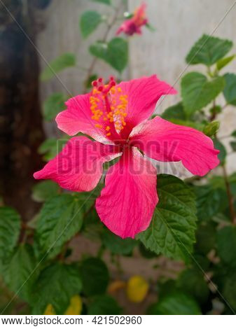 Pink Hawaiian Hibiscus Or Joba Flower(china Rose)